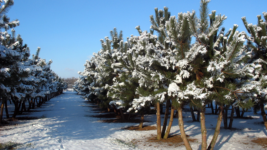 Pinus nigra subsp. nigra multi-troncs