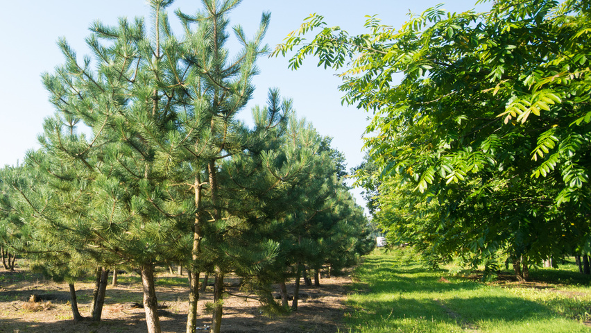 Pinus nigra subsp. nigra multi-troncs