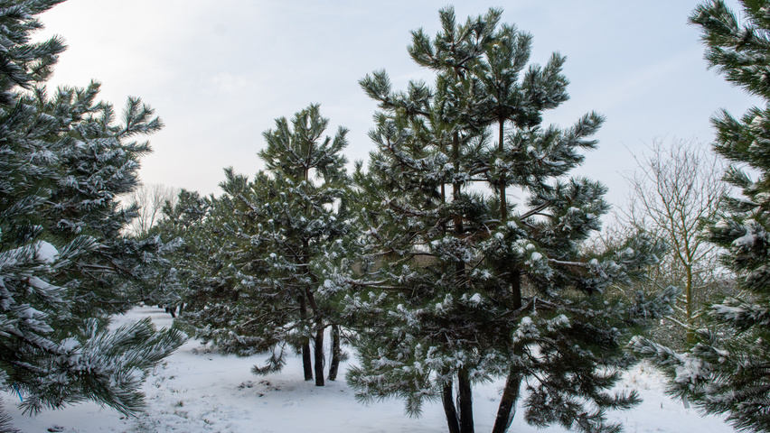 Pinus nigra subsp. nigra multi-troncs