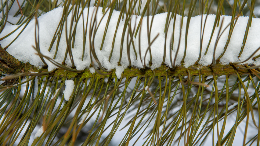 Pinus nigra subsp. nigra rameaux