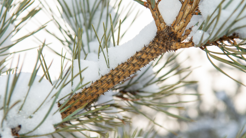 Pinus nigra rameaux