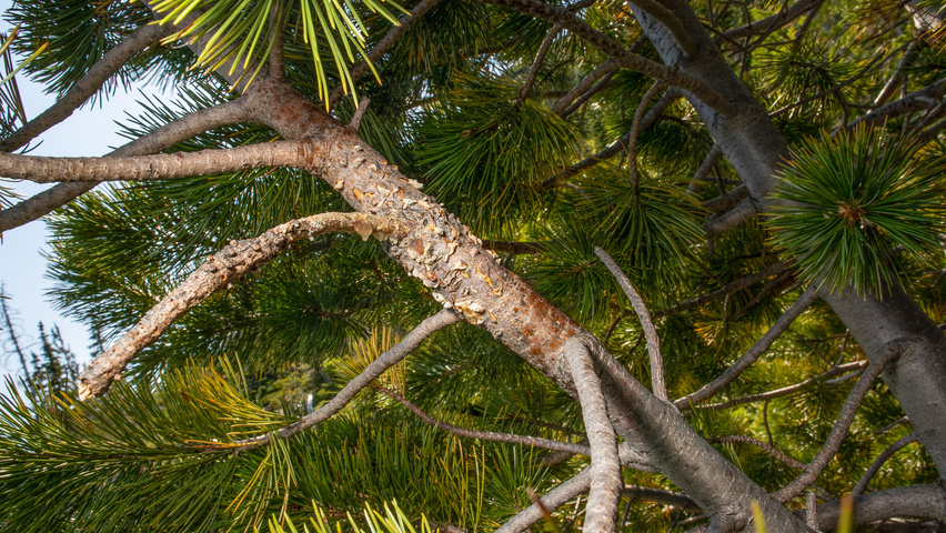 Pinus parviflora bast