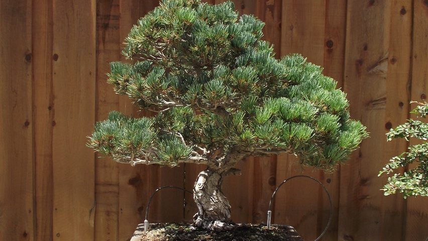 Pinus parviflora bonsai