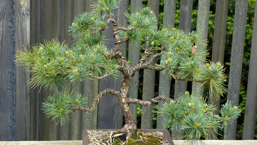 Pinus parviflora bonsai