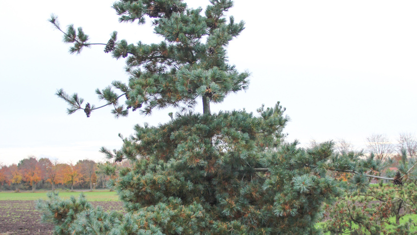 Pinus parviflora 'Brevifolia' characteristic