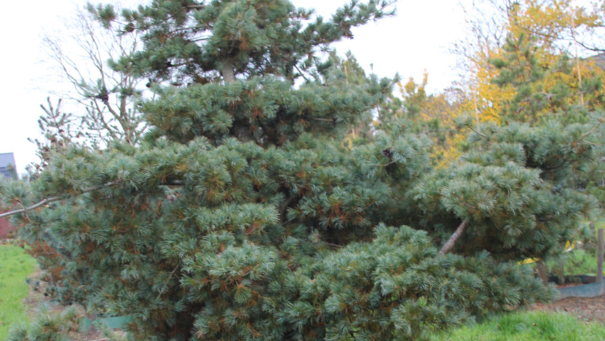 Pinus parviflora 'Brevifolia' characteristic
