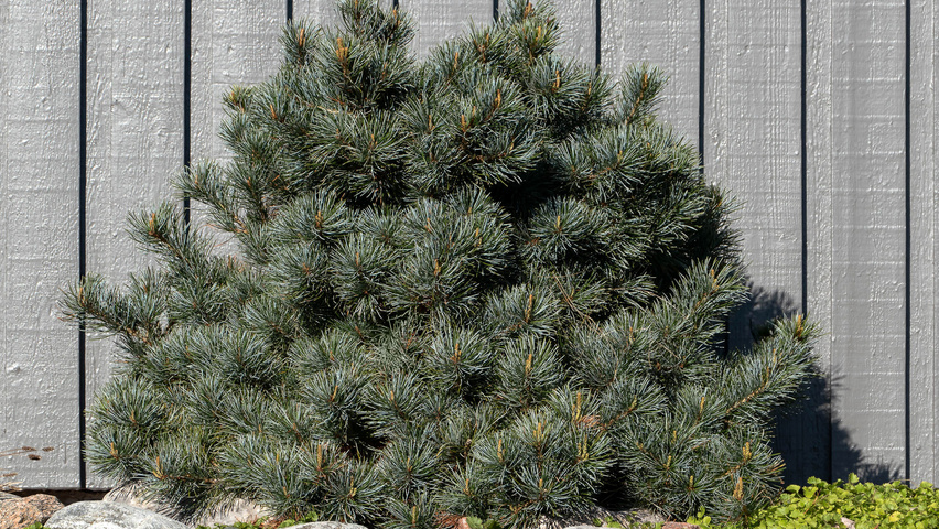 Pinus parviflora karakteristiek