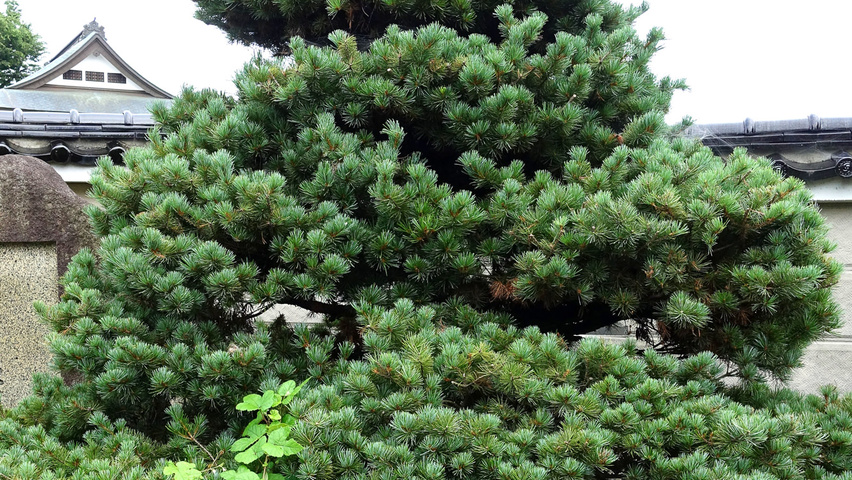 Pinus parviflora karakteristiek