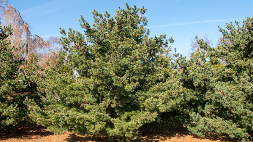 Pinus parviflora karakteristiek