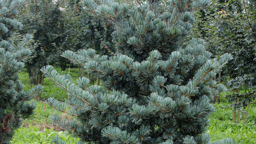 Pinus parviflora Stammbüsche