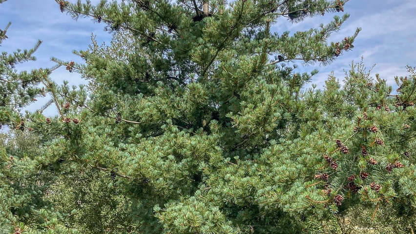 Pinus parviflora beveerd