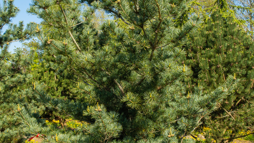 Pinus parviflora beveerd