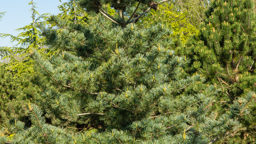 Pinus parviflora beveerd