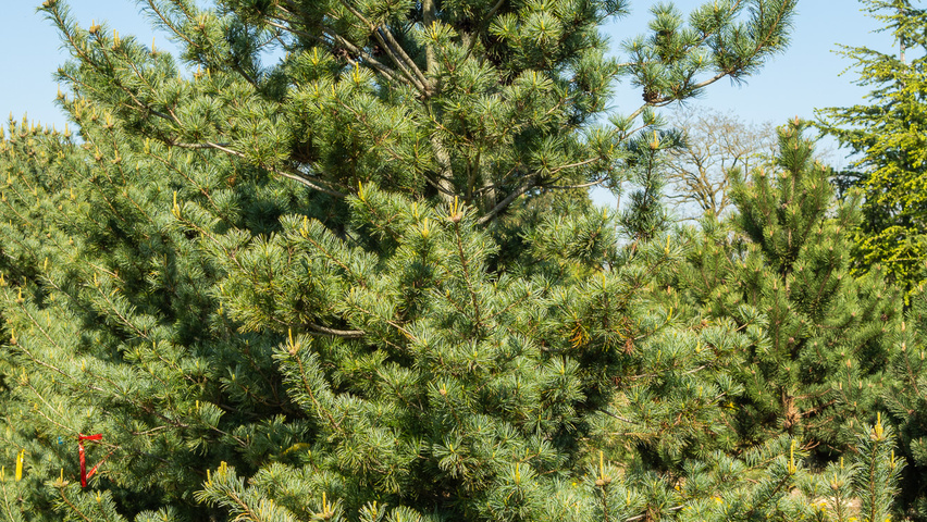 Pinus parviflora beveerd
