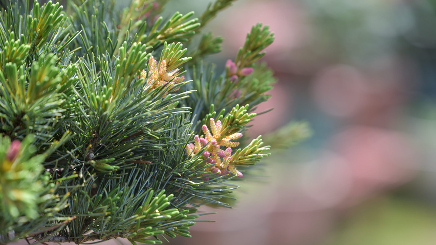 Pinus parviflora bloem