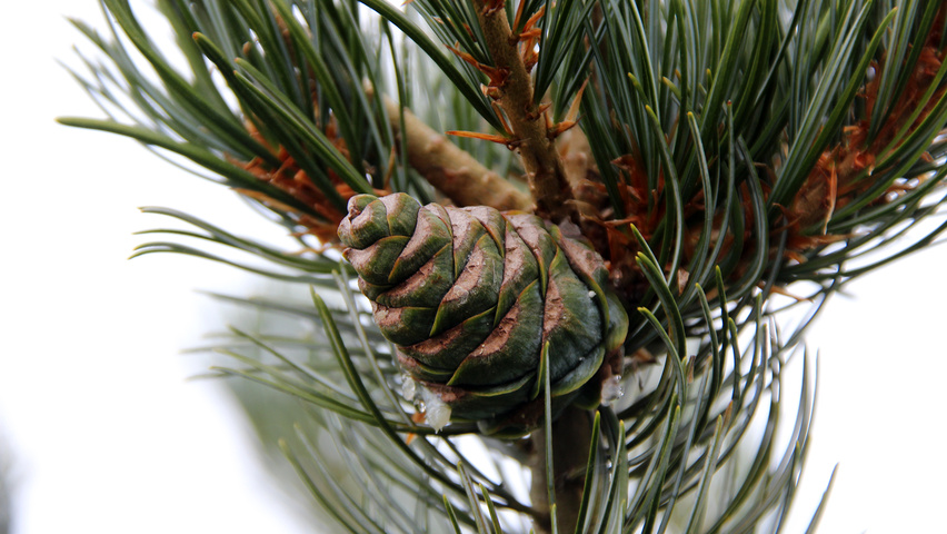 Pinus parviflora Frucht