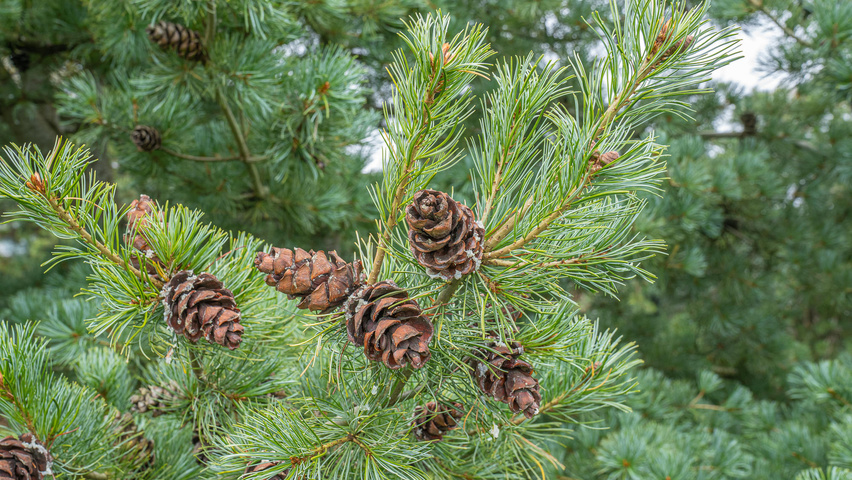 Pinus parviflora vrucht
