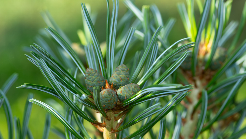 Pinus parviflora vrucht