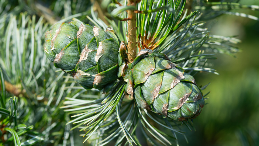 Pinus parviflora vrucht