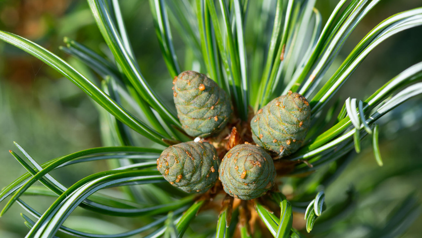 Pinus parviflora vrucht