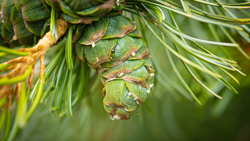 Pinus parviflora vrucht