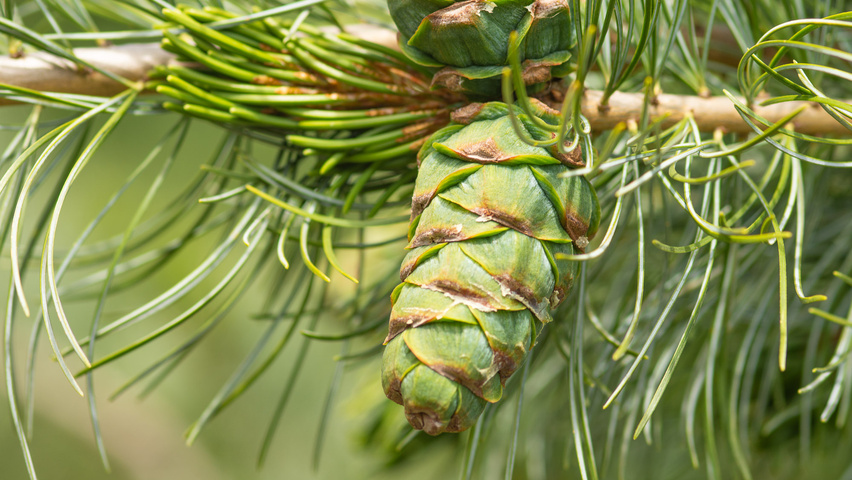 Pinus parviflora vrucht