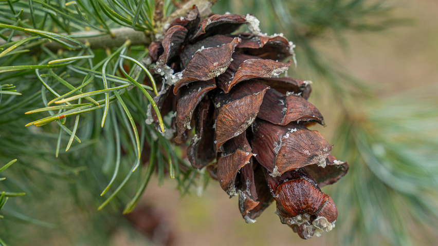 Pinus parviflora vrucht