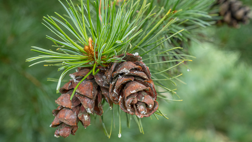 Pinus parviflora vrucht