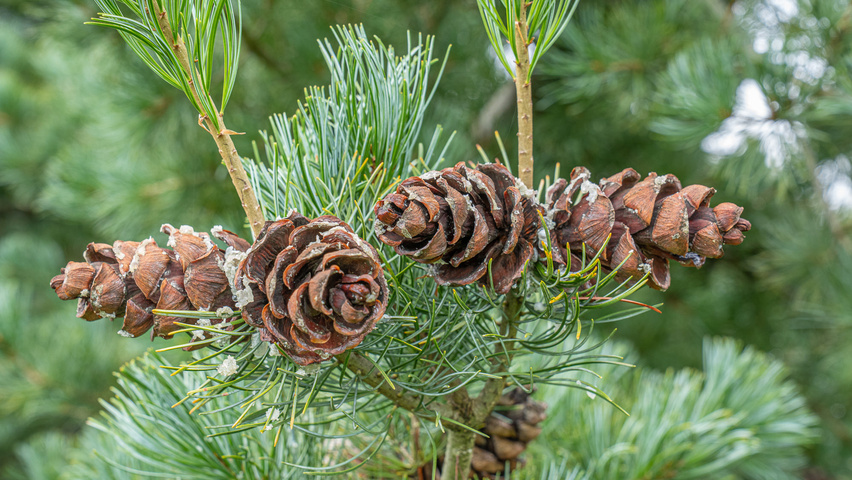 Pinus parviflora vrucht