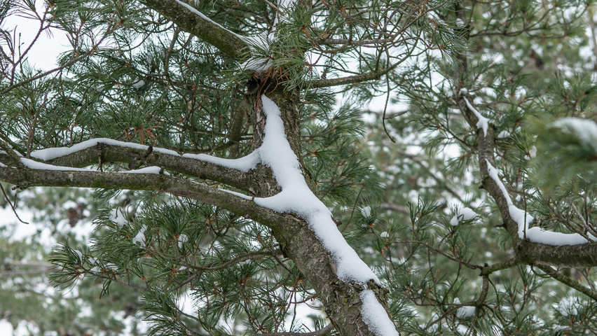 Pinus parviflora 'Glauca' bark