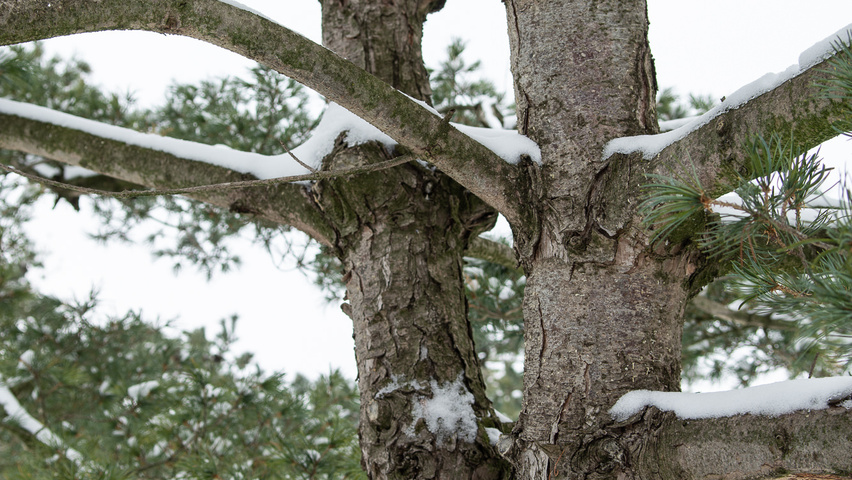 Pinus parviflora 'Glauca' bark