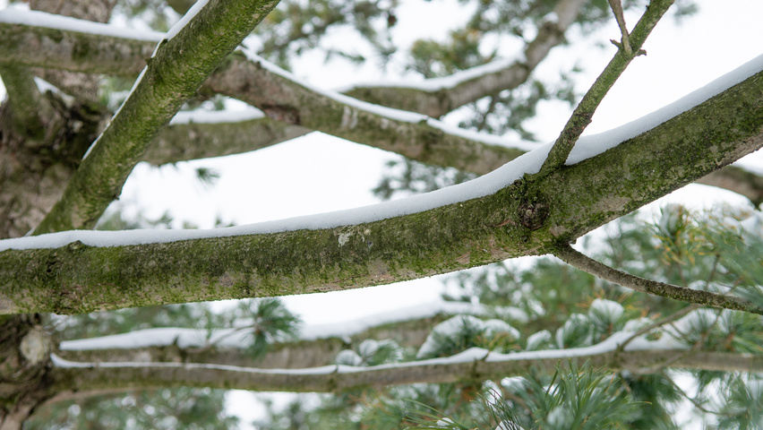 Pinus parviflora 'Glauca' bark