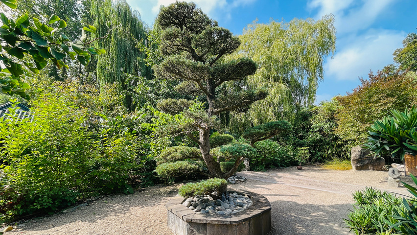 Pinus parviflora 'Glauca' bonsai