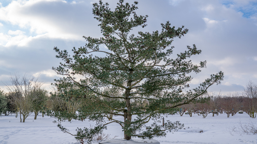 Pinus parviflora 'Glauca' characteristic
