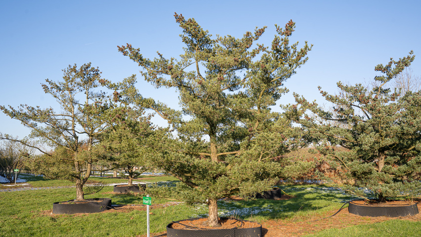Pinus parviflora 'Glauca' characteristic