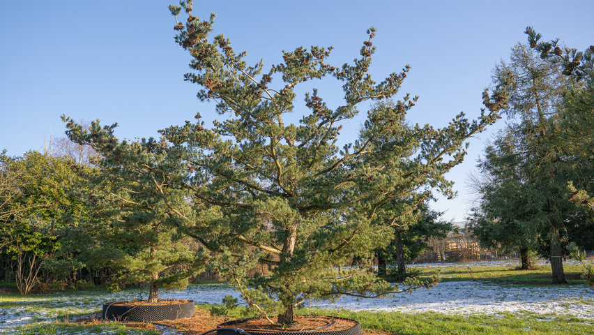 Pinus parviflora 'Glauca' characteristic