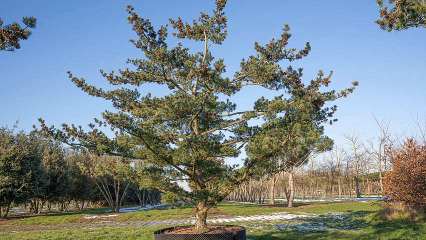 Pinus parviflora 'Glauca' characteristic