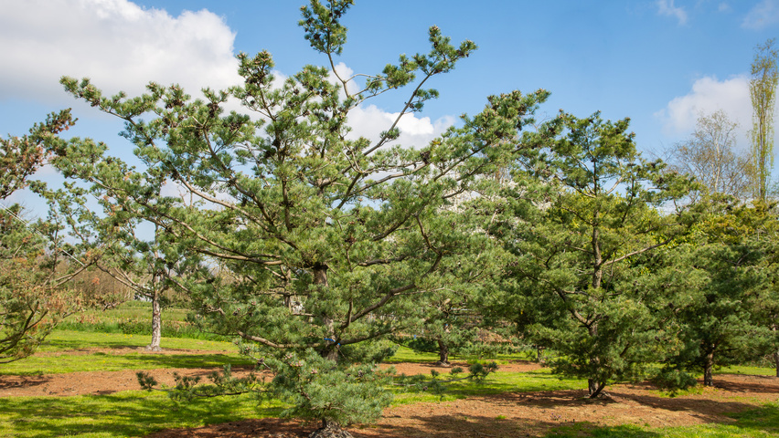 Pinus parviflora 'Glauca' characteristic