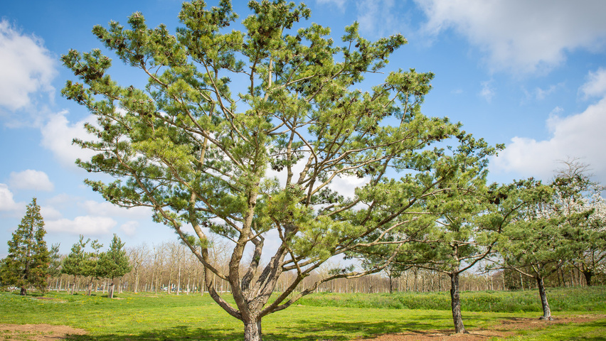 Pinus parviflora 'Glauca' characteristic