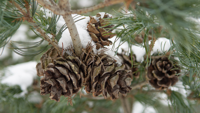 Pinus parviflora 'Glauca' fruits