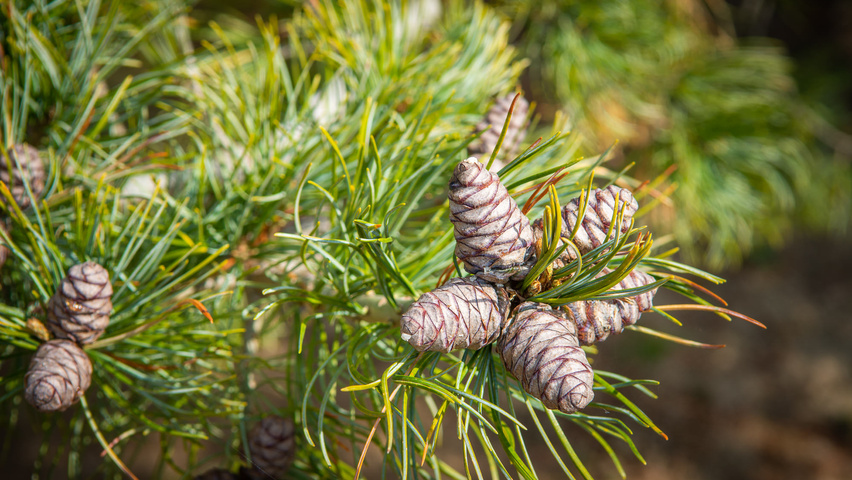 Pinus parviflora 'Glauca' fruits