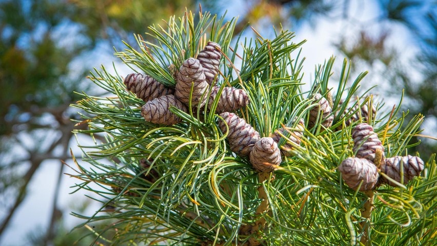 Pinus parviflora 'Glauca' fruits