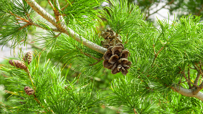 Pinus parviflora 'Glauca' fruits