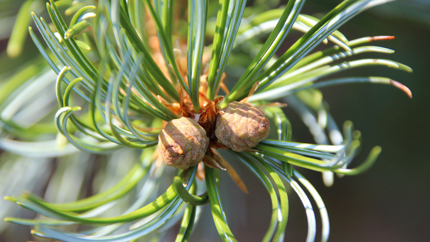 Pinus parviflora 'Glauca' fruits