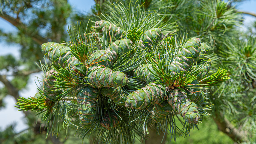 Pinus parviflora 'Glauca' fruits