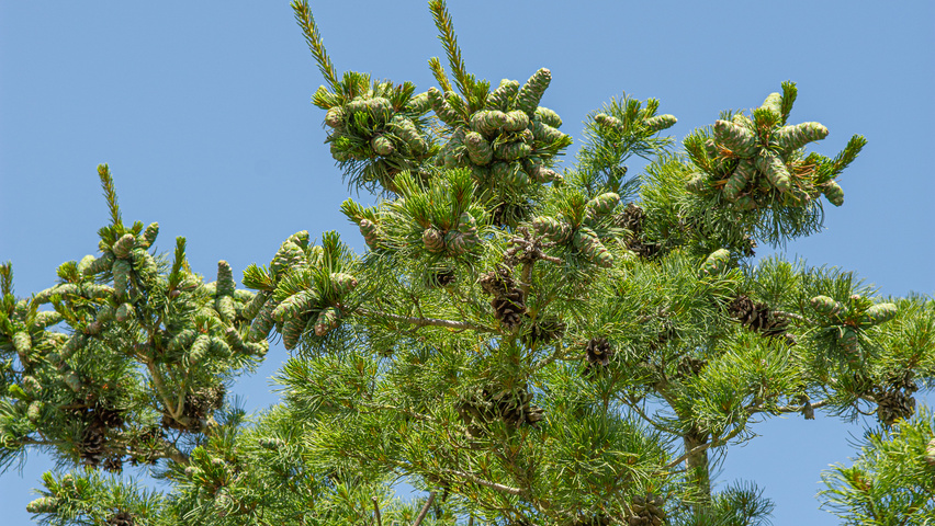 Pinus parviflora 'Glauca' fruits