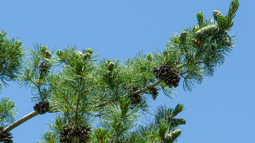 Pinus parviflora 'Glauca' fruits