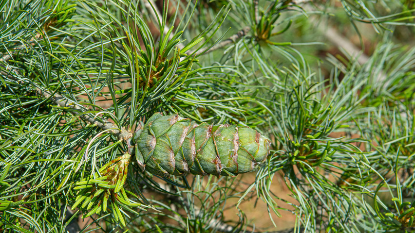 Pinus parviflora 'Glauca' fruits