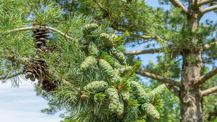 Pinus parviflora 'Glauca' fruits