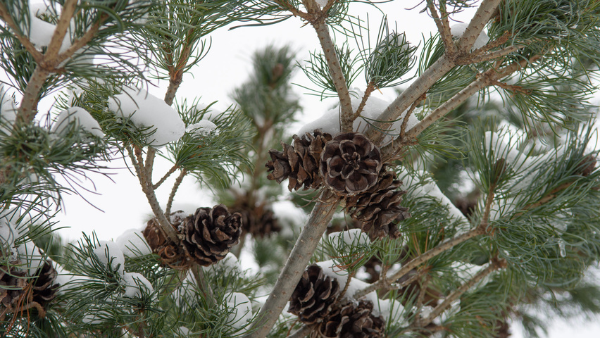 Pinus parviflora 'Glauca' fruits